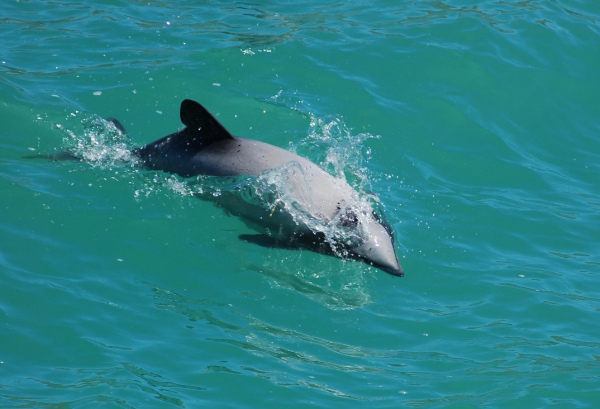 A Hectors dolphin swimming in the Akaroa Harbour